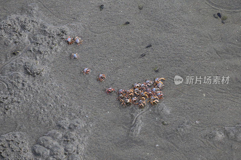 海滩上的鬼蟹(Ocypode ryderi